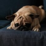 filhote de pug comendo ração em comedouro