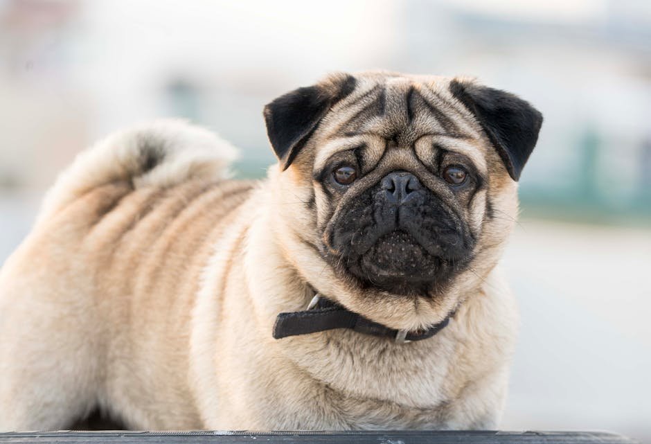 pug filhote esperando refeição