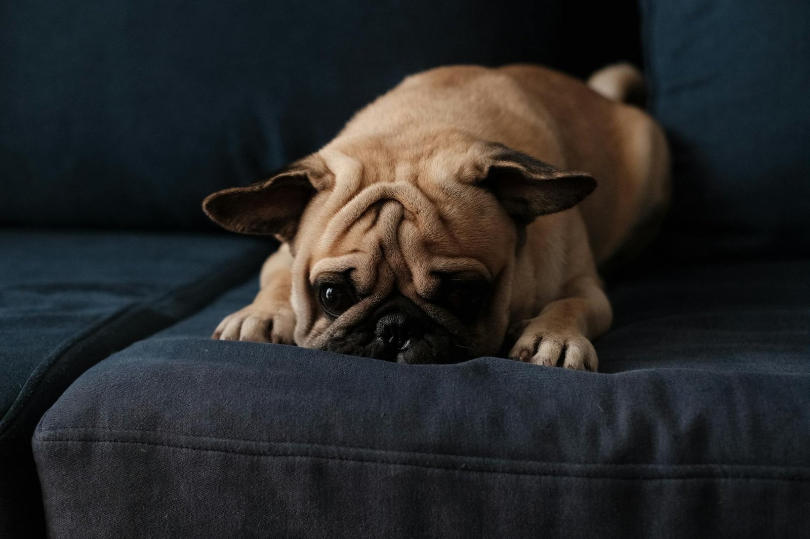 filhote de pug comendo ração em comedouro
