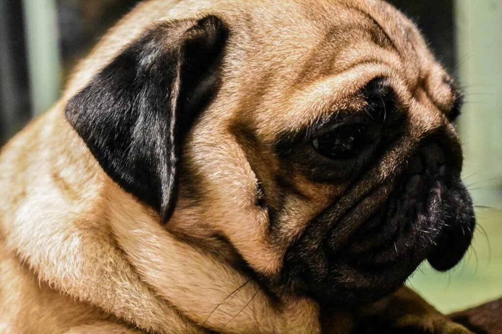 pug curioso na cozinha olhando para alimentos