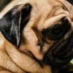 pug curioso na cozinha olhando para alimentos