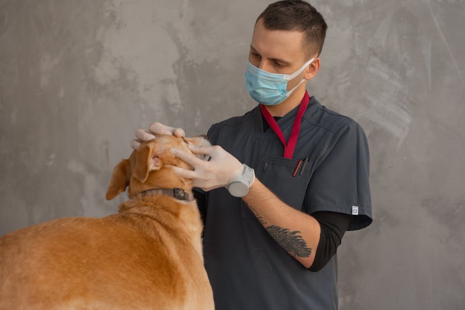 pug em consulta veterinária para emergências