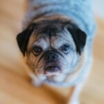 pug curioso olhando frutas frescas em uma cesta