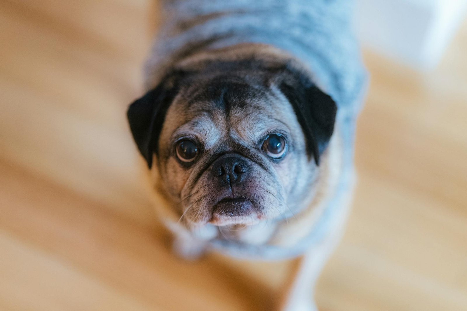 pug curioso olhando frutas frescas em uma cesta