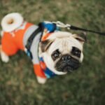 pug recebendo petisco da mão do tutor