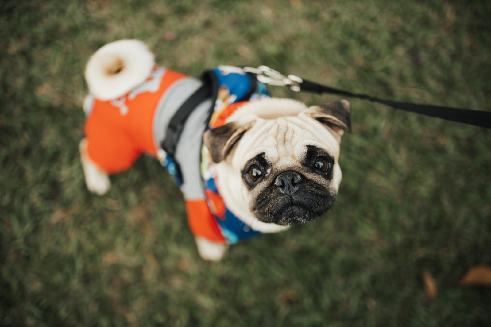 pug recebendo petisco da mão do tutor