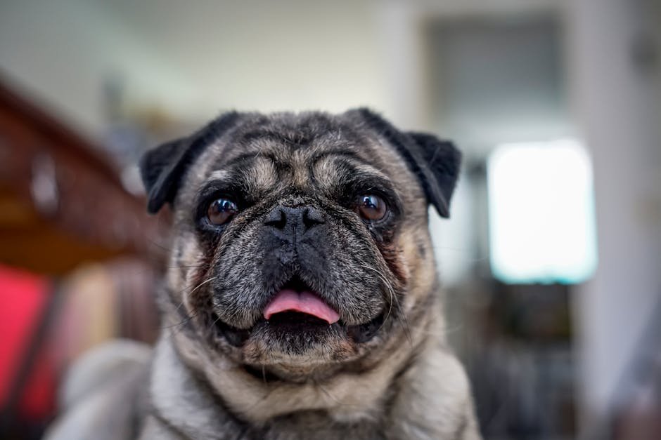 pug idoso com pelos brancos no focinho