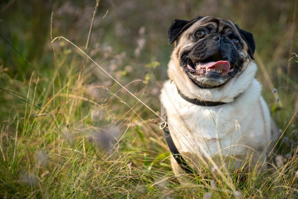 pug idoso descansando