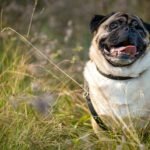 pug idoso descansando